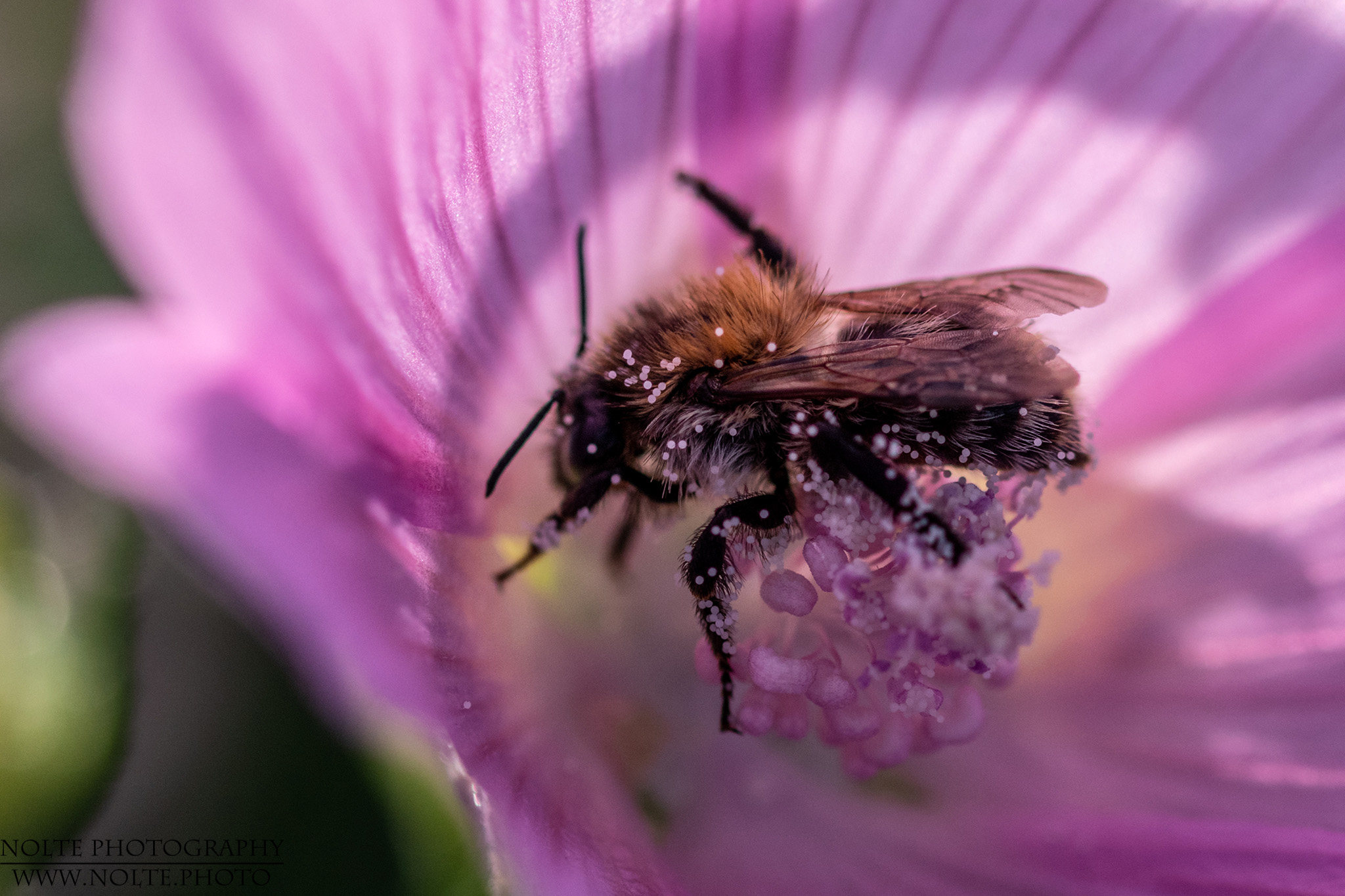 Kleine Biene in einer Blüte